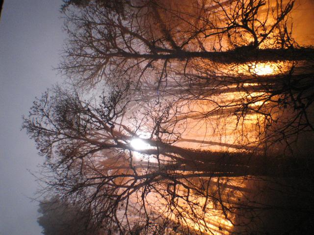 Sun through trees looks like fire